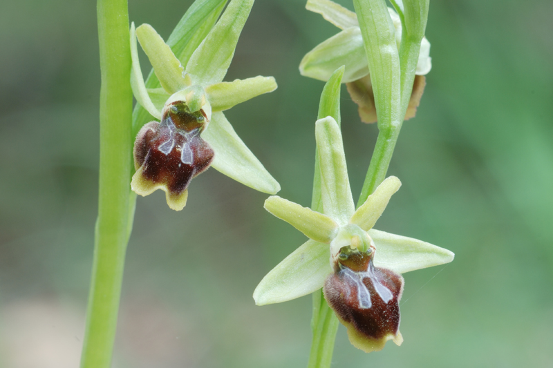 Ophris sphegodes?